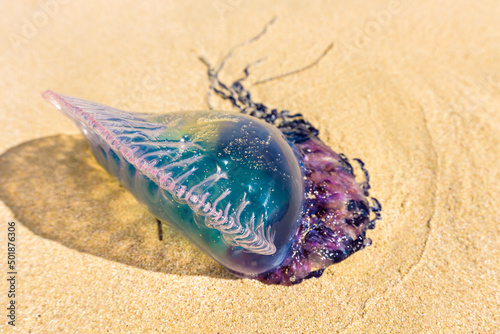 Dead Portuguese man o' war jellyfish (Physalia physalis) washed up lying on a sandy shore beach. Bluebottle on the sand in Playas del Este, Cuba
 photo