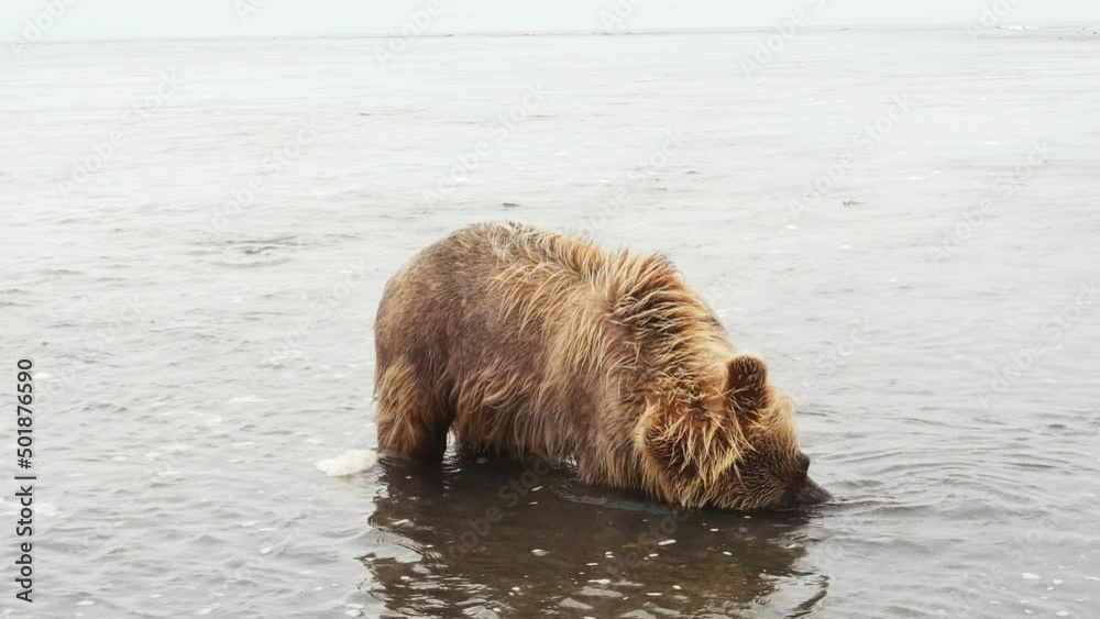 Kamchatka brown bear eats red fish on the Pacific coast. Rocky flat landscape Kamchatka brown bear eats red fish on the Pacific coast. Rocky flat landscape