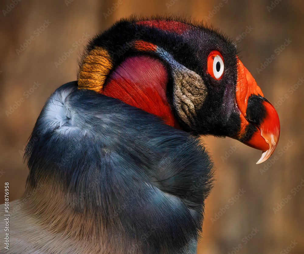 The King vulture is the most brilliantly colored New World vulture The King vulture is the most brilliantly colored New World vulture