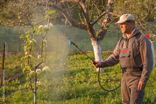 The man works in the spring garden and sprayes with the help of rechargeable chemicals for sprayers against pests and insects on a fruit tree