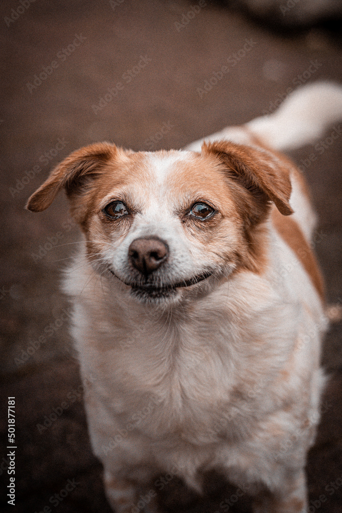 kleiner süßer lachender Hund Jack Russell Terrier