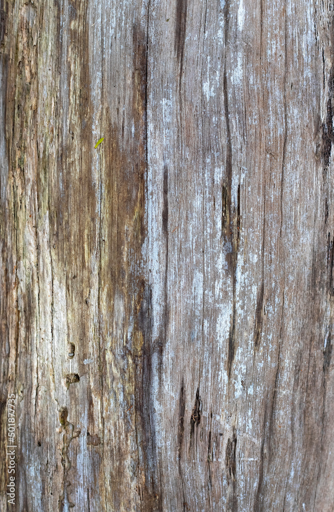 Background of the texture of old wood with close-up view Background of the texture of old wood with close-up view