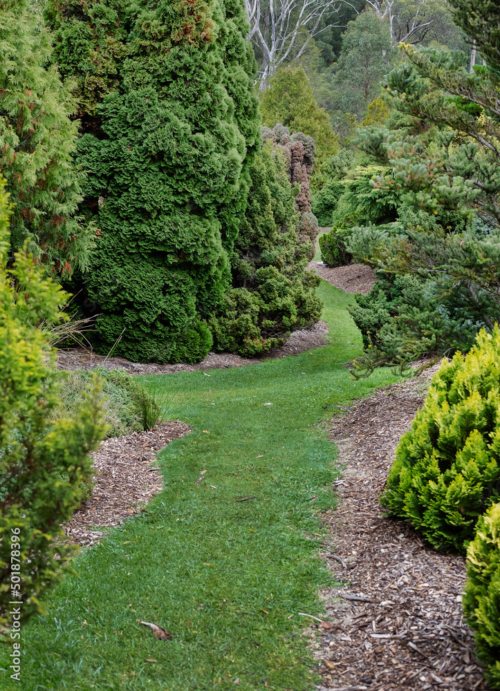 Landscape with many green coniferous trees and a trail in the middle 