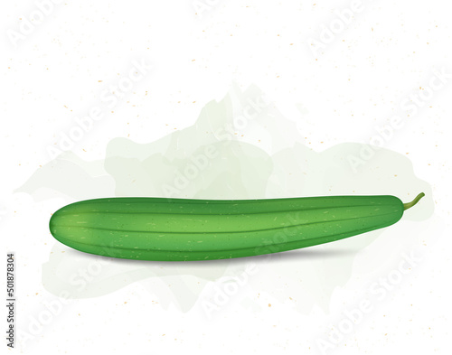 Sponge gourd vegetable vector illustration on white background