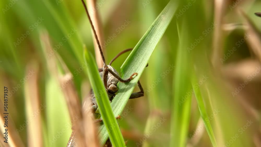 Insect grasshopper eats a blade of grass close-up in a natural environment Insect grasshopper eats a blade of grass close-up in a natural environment