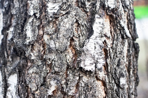 the trunk of a birch or other tree is shown very large with cracks in the bark and birch bark as a background or texture