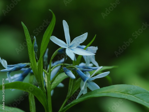 薄青色のチョウジソウの花
