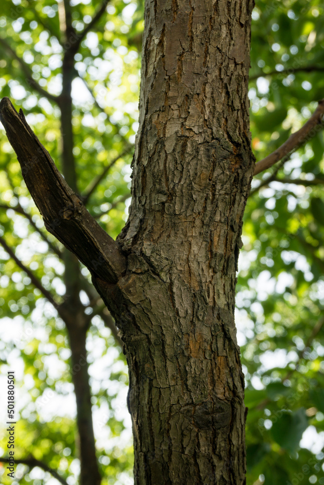 A close up shot of bark of large camphor tree (Cinnamomum camphora) common camphor wood or camphor in an Indian forest.