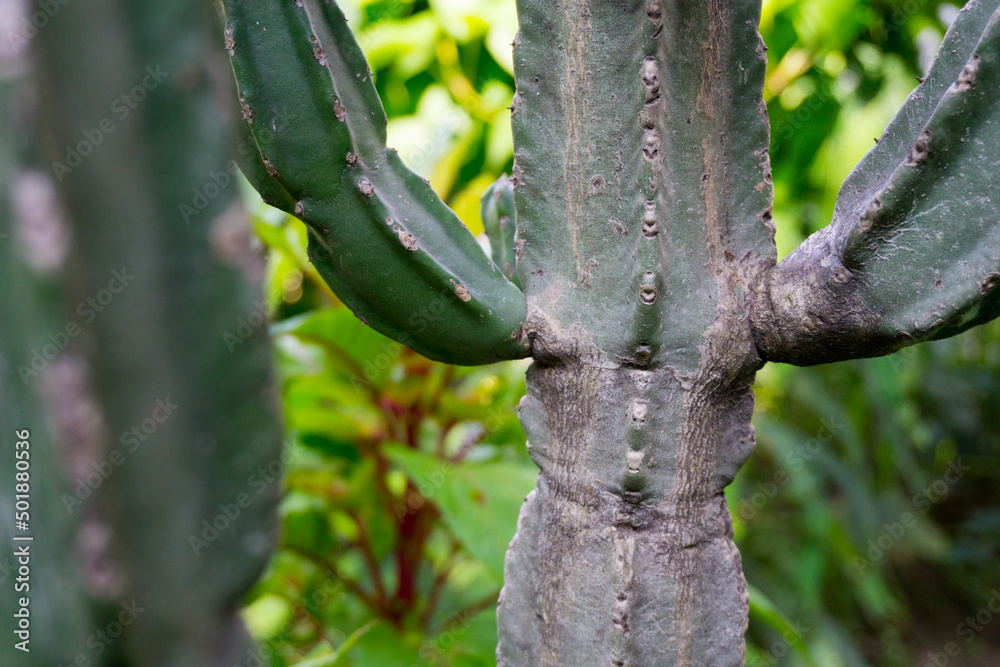 A close p shot of Cereus stenogonus. Cereus stenogonus is a tree-like columnar cactus, with erect stems up to 6 to 8 meters high, much branched or nearly simple. - obrazy, fototapety, plakaty 
