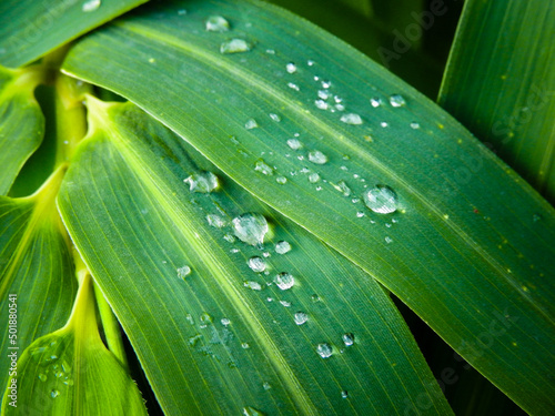 Dew Drops on Bamboo Leaves. Bambusa tulda, or Indian timber bamboo, is considered to be one of the most useful of bamboo species. It is native to the Indian subcontinent, Indochina, Tibet, and Yunnan. photo