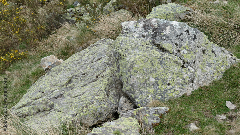 Rock with green fungus in the bush Rock with green fungus in the bush
