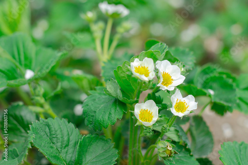 Blooming strawberries. White strawberry flowers in the garden, close-up. Gardening concept