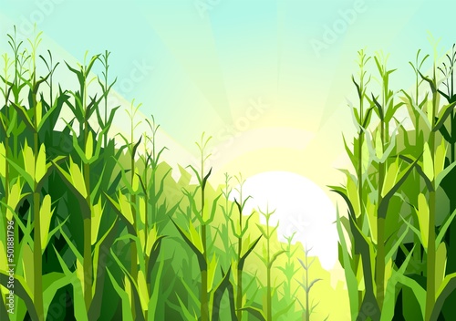 Corn grows in field. Harvest agricultural plant. Food product. Farmer farm illustration. Dense thickets. Rural summer field landscape. Vegetable garden cultivation. Vector