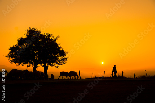 Shepherd and sheep at sunset  photo taken with back light.