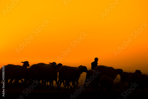 Shepherd and sheep at sunset  photo taken with back light.