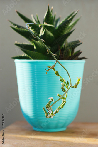 havortia with a flower stalk at the white wall. a rare phenomenon is blooming haworthia. succulent in a blue pot photo