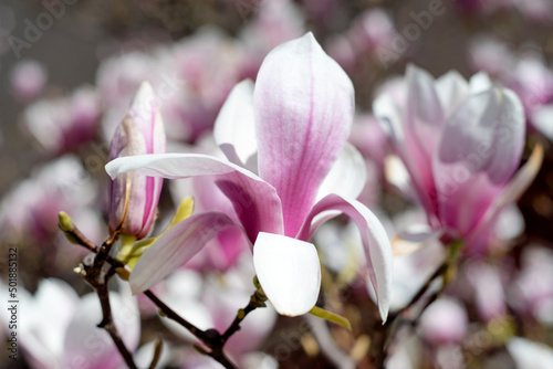 Magnolia blooming branch. Pink magnolia flowers closeup 