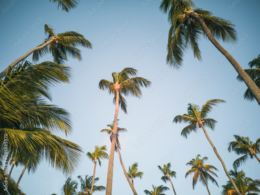 Palmen und Himmel