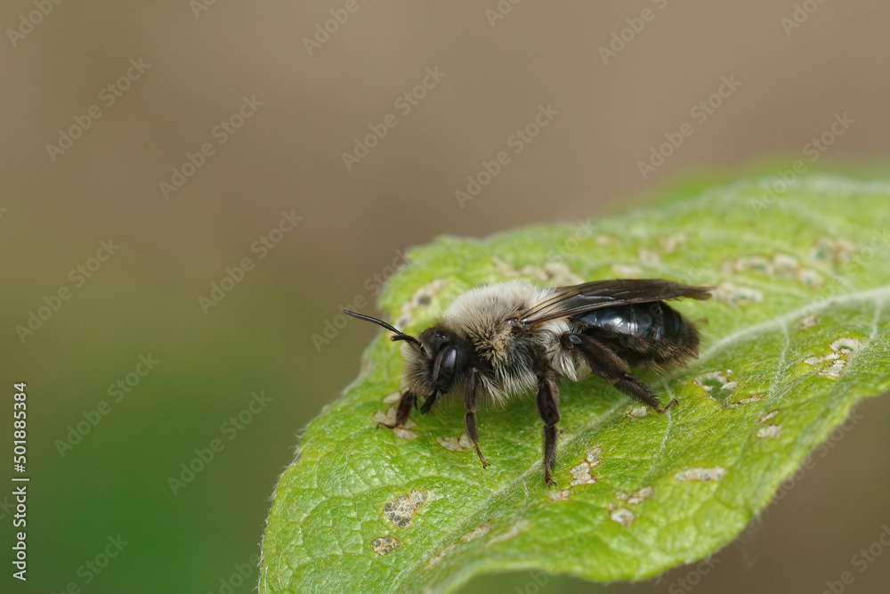 Closeup on a Grey-backed mining bee , Andrena vaga sitting in the shrubs Closeup on a Grey-backed mining bee , Andrena vaga sitting in the shrubs