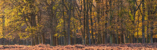 Beautiful large panorama Autumn Fall landscape image of backlit forest during sunrise give golden glow to all trees