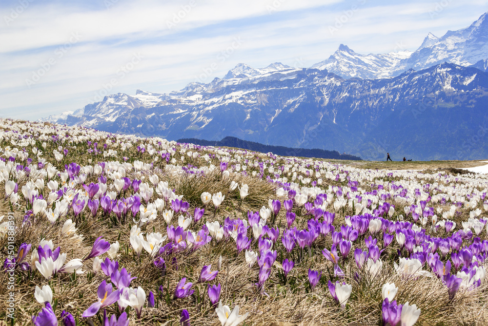 The majestic Alps triumvirate of Eiger, Moench and Jungfrau rises impressively above the shining sea of wild crocuses - focus stacking for sharp foreground and background