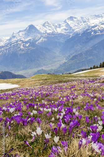 Wild crocus flowers on the alps with snow mountain at the background in early spring - manual focus and focus stacking