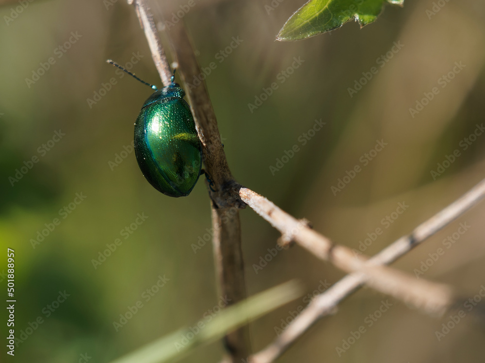 Rose Chafer beetle, Cetonia aurata, beautiful metallic beetle from European meadows Rose Chafer beetle, Cetonia aurata, beautiful metallic beetle from European meadows