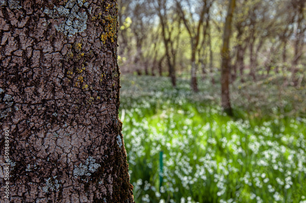 Cropped view of snowdrop field with selective focus on tree trunk. Cropped view of snowdrop field with selective focus on tree trunk.