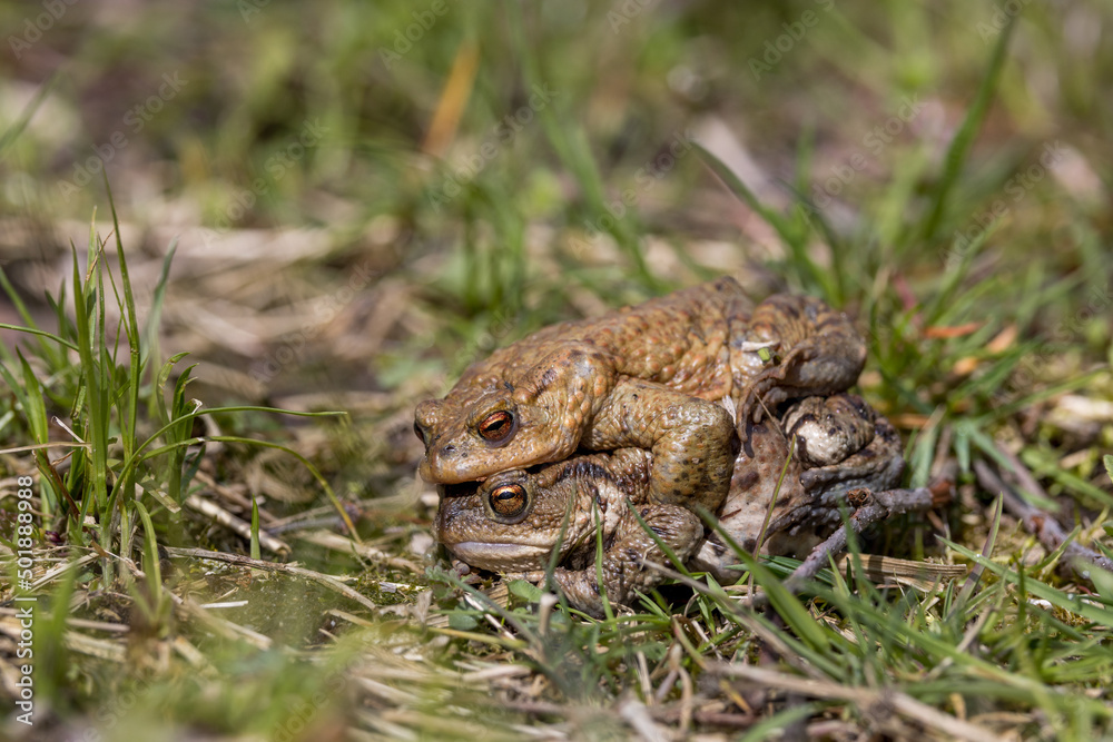 pairing of common toats (bufo bufo) in a meadow pairing of common toats (bufo bufo) in a meadow