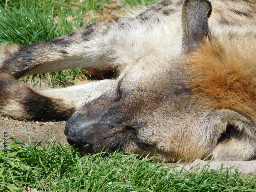 spotted hyena Crocuta crocuta also known as the laughing currently