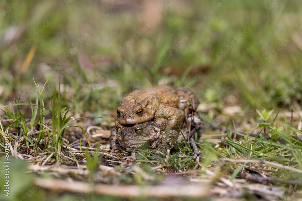 Fototapeta premium pairing of common toats (bufo bufo) in a meadow