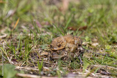 pairing of common toats (bufo bufo) in a meadow