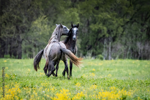 Wild horses - stallions fighting