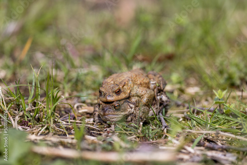 pairing of common toats (bufo bufo) in a meadow