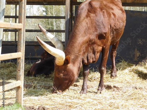 Ankole-Watusi is a modern American breed of domestic cattle. It derives from the Ankole group of Sanga cattle breeds of east and central Africa characterized by very large horns Bos taurus africanus photo