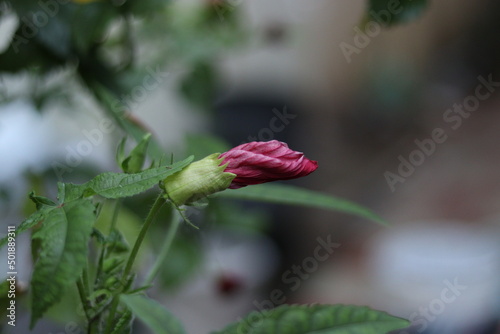 wild strawberry on a bush
