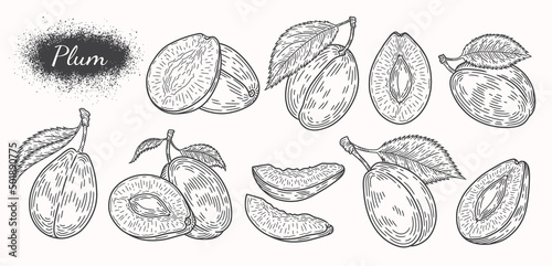 Plum sketch. Plum berries set. Black outline of a plum on a white background. Great for labels, posters, print.