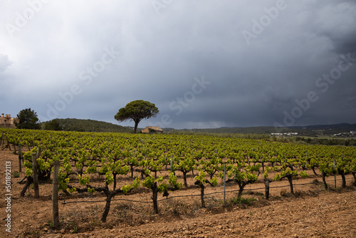 Vineyard in spring before the rain, dramatic sky. Field of grape vines  in Spain, lonely tree with old house, wine grape area. 