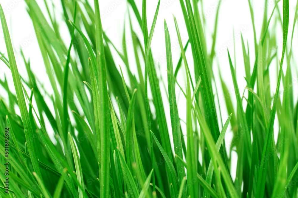 green juicy grass isolated on white background green juicy grass isolated on white background