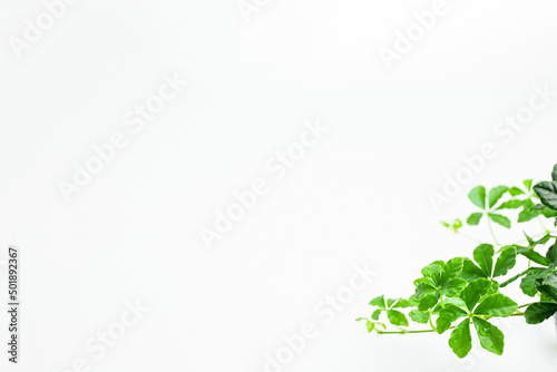 植物 葉 シュガーバイン 白い背景