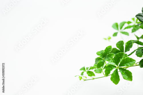 植物 葉 シュガーバイン 白い背景