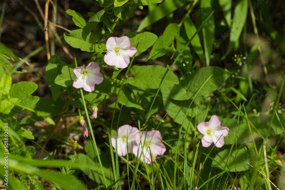 The field bindweed (lat. Convolvulus arvensis), of the family Convolvulaceae. Central Russia.