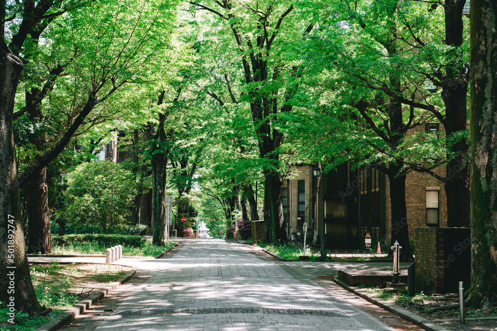 東京大学 休日の本郷キャンパス