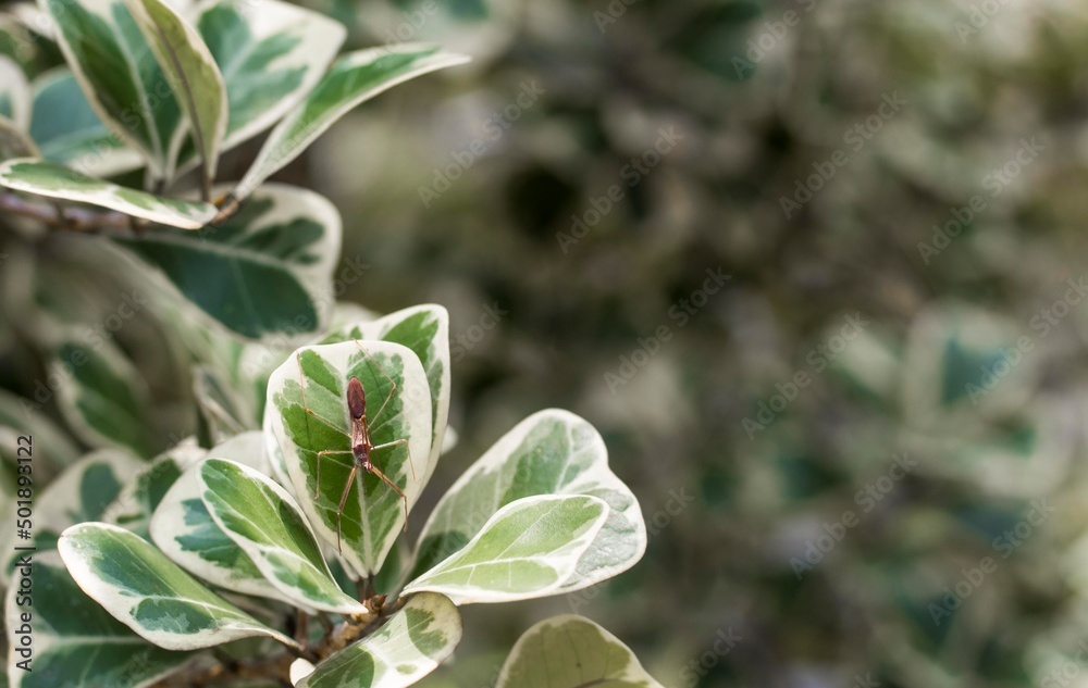 close up of a plant