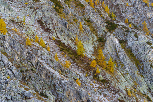 Colorful larch tree in autumn in the Italian Alps