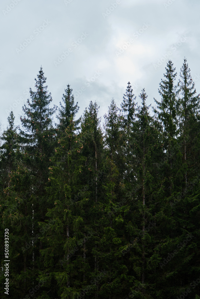 Minimalism background forest. Dense coniferous forest in cloudy weather. A lot of green fir trees with cones on the branches grow in close-up. Minimalism background forest. Dense coniferous forest in cloudy weather. A lot of green fir trees with cones on the branches grow in close-up.