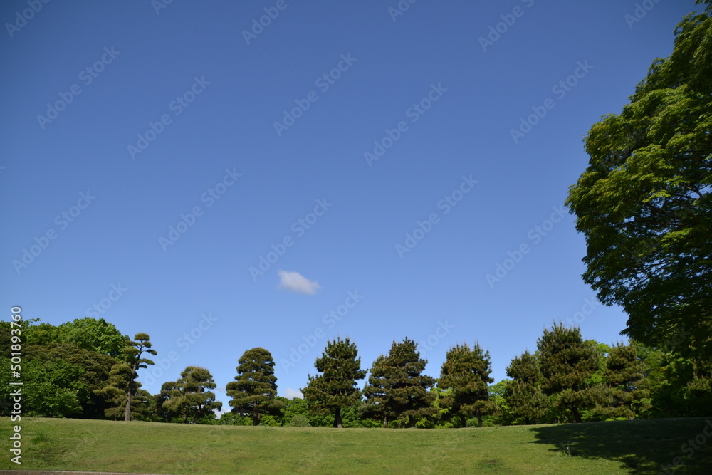 Fototapeta premium trees and sky