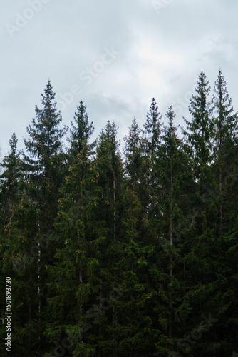 Minimalism background forest. Dense coniferous forest in cloudy weather. A lot of green fir trees with cones on the branches grow in close-up.