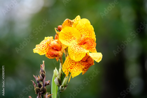 Vivid yellow flowers of Canna indica, commonly known as Indian shot, African arrowroot, edible canna, purple arrowroot or Sierra Leone arrowroot, in soft focus, in a garden in a sunny summer day. photo