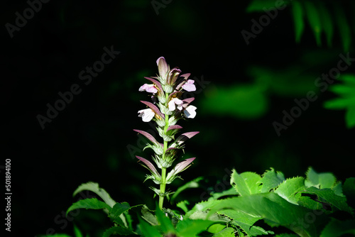Obraz na plátně Many small white flowers of Acanthus mollis plant, commonly known as bear's breeches, sea dock, bearsfoot or oyster plant in s sunny summer  garden